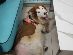 -北京观赏动物医院·24小时大型综合·猫专科·异宠专科