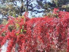 -大兴滨河森林公园