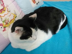 android_upload_pic-Anne猫窝咖啡屋