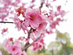 -东湖磨山景区