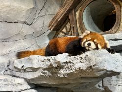 -Zoolung Zoolung动物主题公园(海信广场店)