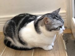 -李小姐の猫咖啡馆(五角场店)