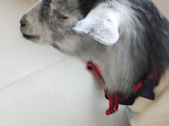 -怪兽屋·羊驼·猫咖·狗咖(俊华广场店)