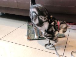 -长沙纹身·龙堂刺青·三土师傅的店