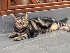 -龙华素斋(龙华路店)