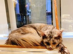 -momokira米努特·德文卷毛猫·棉花面纱犬