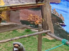 -西霞口神雕山野生动物世界