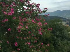 -金鸡山公园