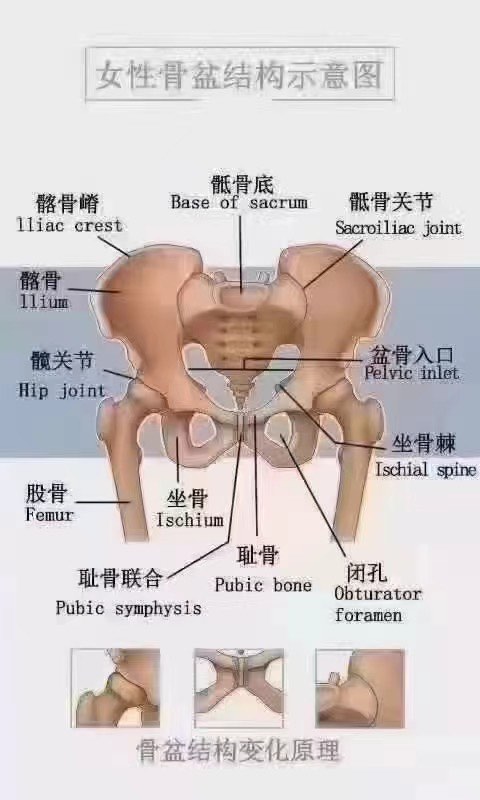 n骶骨由5