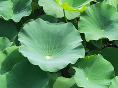 -荷塘月色湿地公园·向阳花洲