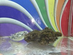 -太奥幻太奇海洋馆