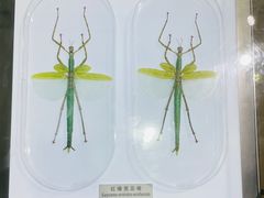 -上海昆虫博物馆