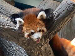 -辛玛王国游乐园