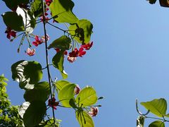 -星巴克(深圳侨城街店)