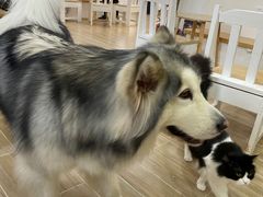 -李小姐の猫咖啡馆(五角场店)