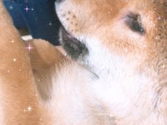 -逗柴咖啡屋·狗咖猫咖宠物桌游