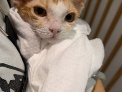 -山宅一喵德文卷毛猫舍
