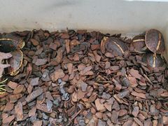 -灵龟之家百象馆(百象馆联合旗舰店)
