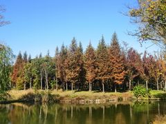 -溱湖国家湿地公园