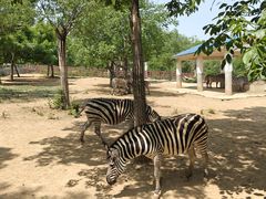 -石家庄市动物园