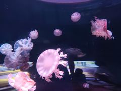 -欢乐海岸海洋奇梦馆