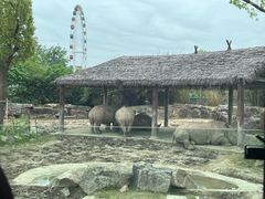 -上海野生动物园