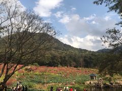 -广州市石门国家森林公园