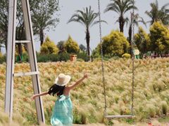 -空港花田景区