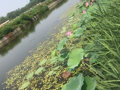 -白洋淀景区