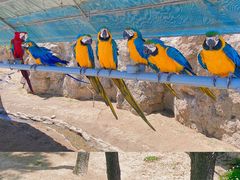 -西霞口神雕山野生动物世界