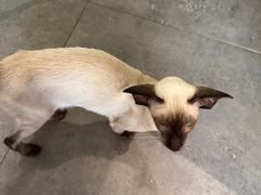 -飞行喵MR PILOT|猫舍·猫咖(静安大融城店)