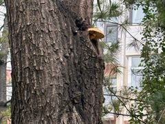 -森林公园(尖草坪区)