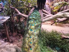 -正佳雨林生态植物园