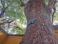 -西园戒幢律寺