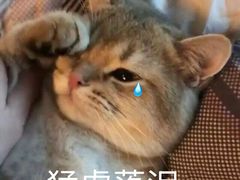 -重庆金爪爪干锅(龙头寺店)