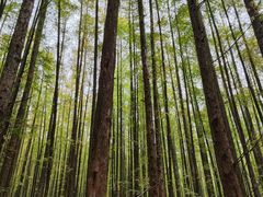 -山王坪喀斯特国家生态公园