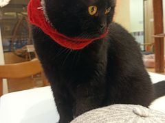 -滚猫咖啡·猫咖·猫友好撸猫(未来城店)