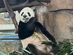 -成都动物园