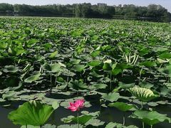 -大兴滨河森林公园