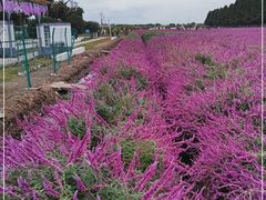 -嘉北郊野公园