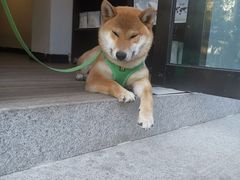 -啡语