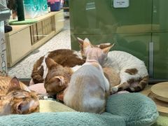 -momokira米努特·德文卷毛猫·棉花面纱犬