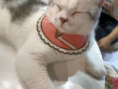 -Heymao猫咖.咖啡厅(东门店)