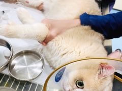 -萌兽医馆·犬猫专科·眼科中心·宠物医院(朝阳门分院)