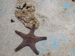 -绿色星球动物主题公园