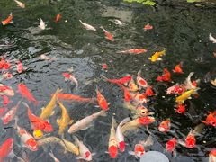 -广州白天鹅宾馆