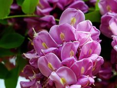 -永定河休闲森林公园