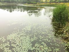 -东郊湿地公园