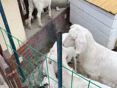 -洪湖家庭农场·团建·露营·会议