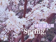 -桃花堤公园